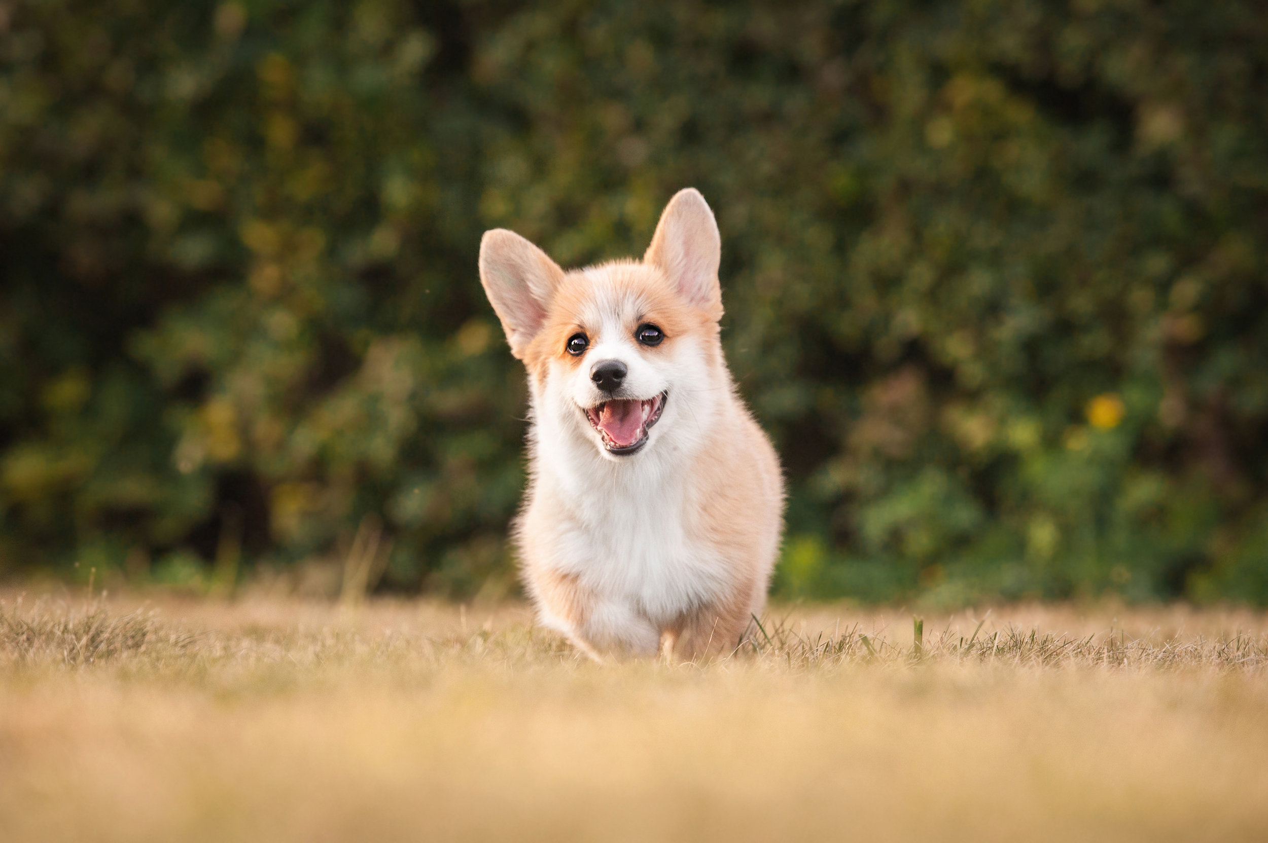 SEATTLE PUPPYWORKS